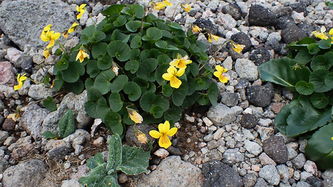P7150204