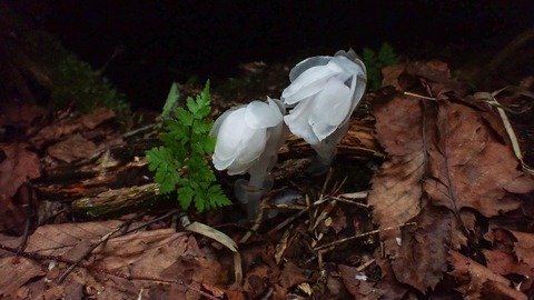 P8030010