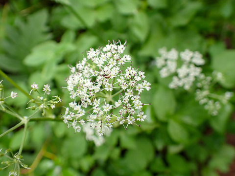 P7130075