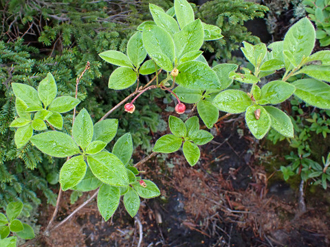 P7050035