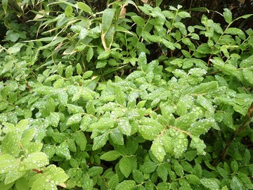 P7030020