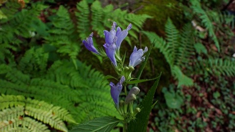 P8030004