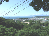ŷ�鲼���