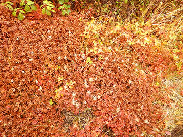 DSCN0866
