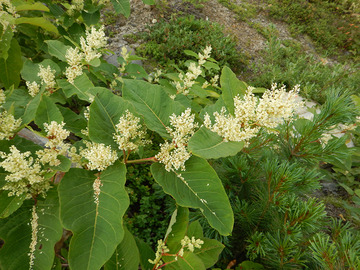 DSCN5780