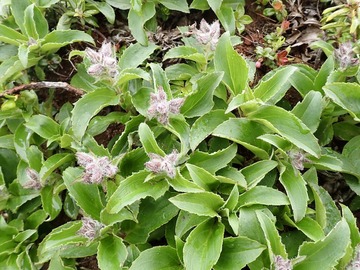 P7030125