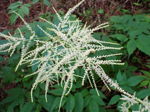 P7050006