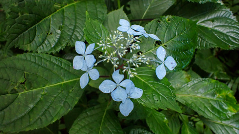 P8180028