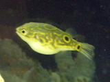 DSCF2975