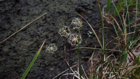 P8030080