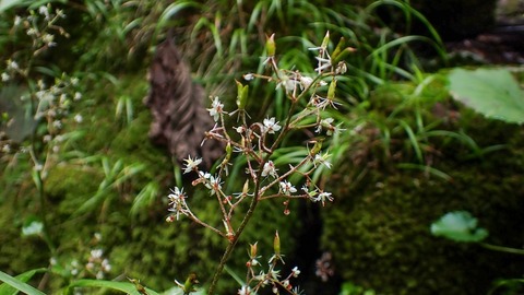 P8030027