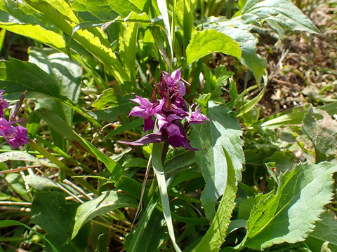 P7050049