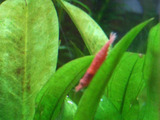 DSCF2988