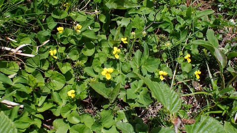 P6300069