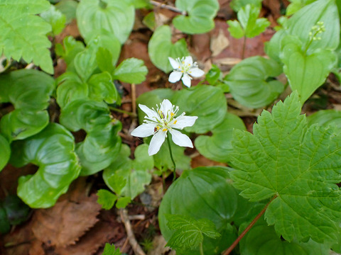 P7050025