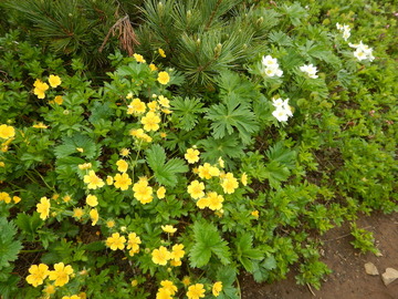 DSCN5086