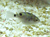 DSCF2971