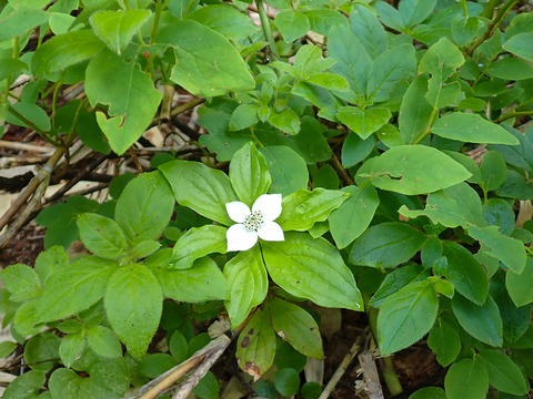 P7050029
