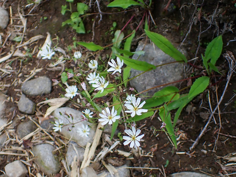 P7060009