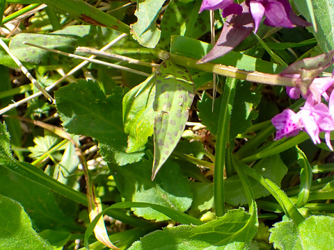 P7050052