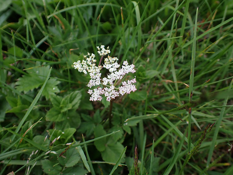 P7130236