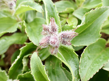 P7030126