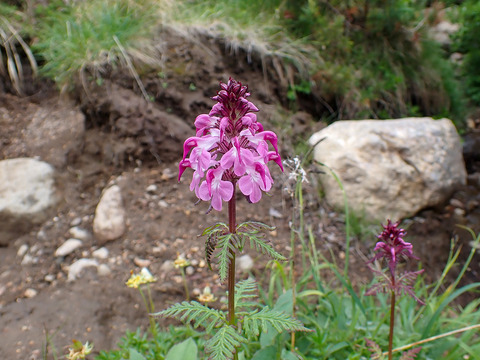 P7130136