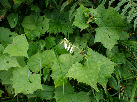 P8030072