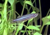 zebra danio