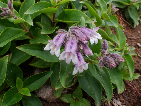 P7130162