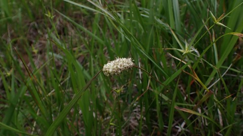 P8030085