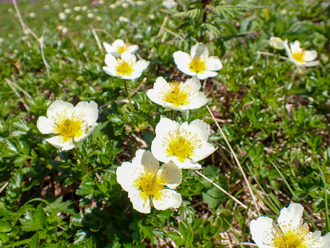 P7050179