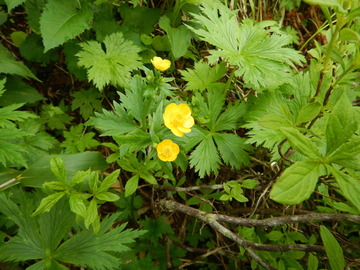 DSCN5093