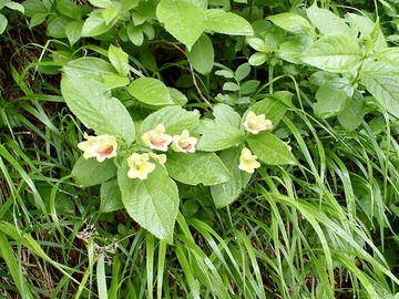 P7030058