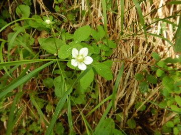 DSCN5367