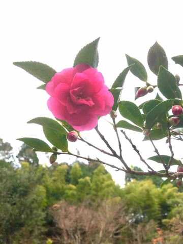 12月花