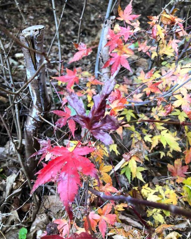 師走紅葉