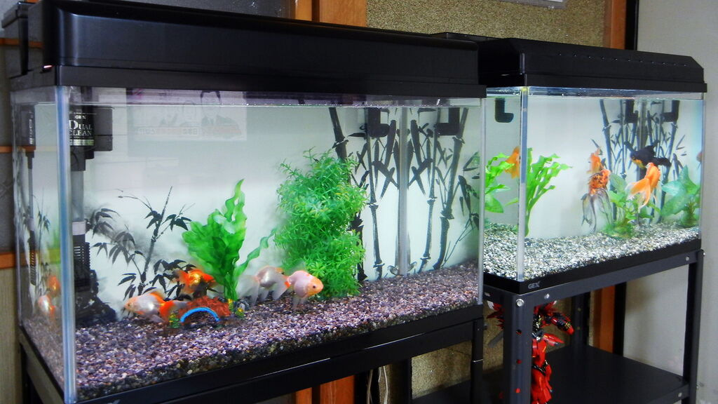 金魚の水槽のお引っ越し じいじの趣味の部屋 金魚の水槽のお引っ越し じいじの趣味の部屋