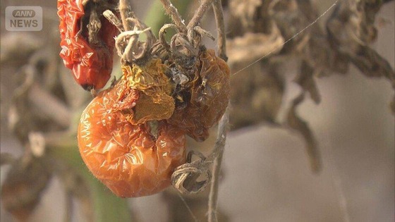 トマト全滅 : なんJですの