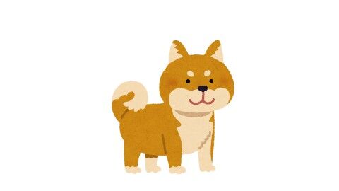 shiba