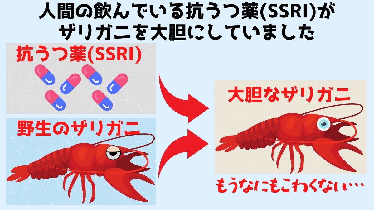 鬱病患者が抗うつ剤を糞尿として垂れ流す 抗うつ剤を接種したザリガニがハイになり凶暴化 なんjですの