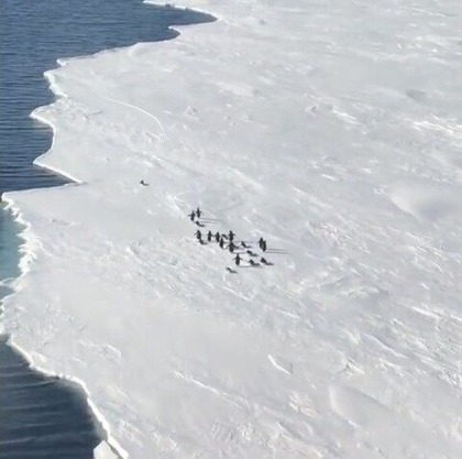 penguin