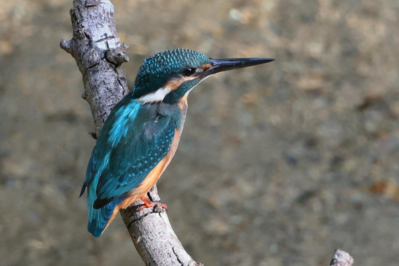 綺麗なカワセミ おじさんの小さな冒険
