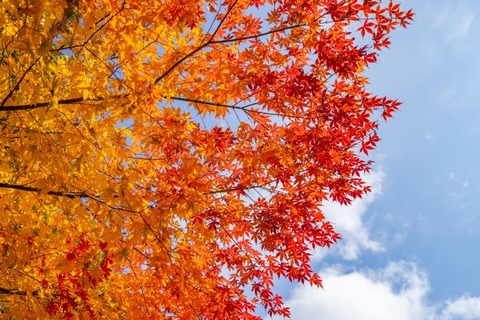 speaking-of-autumn001