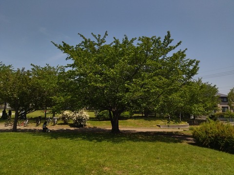 IMG_20250427_115331_1