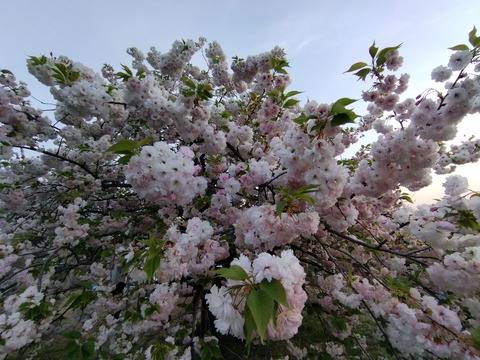 IMG_20250419_180334_1