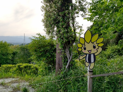 IMG_20240522_162203aa