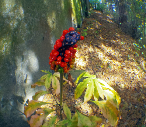 IMGP7206aa
