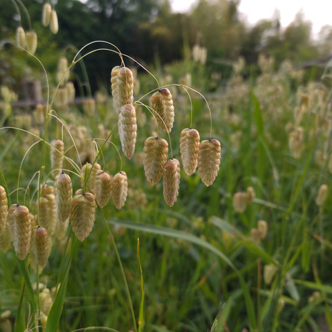 IMG_20240522_171438aa