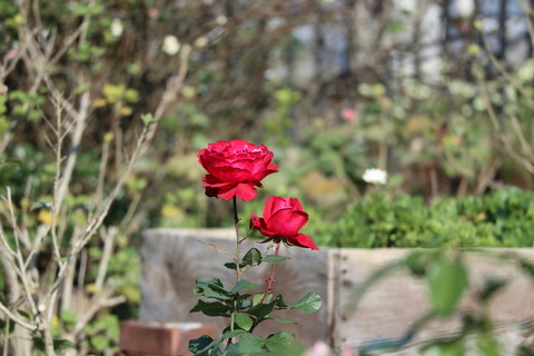 IMG_90130012